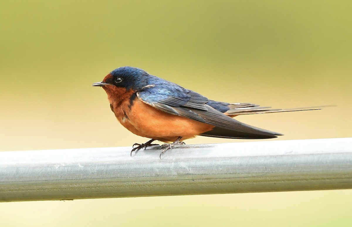 Barn Swallow - Rachel Hudson