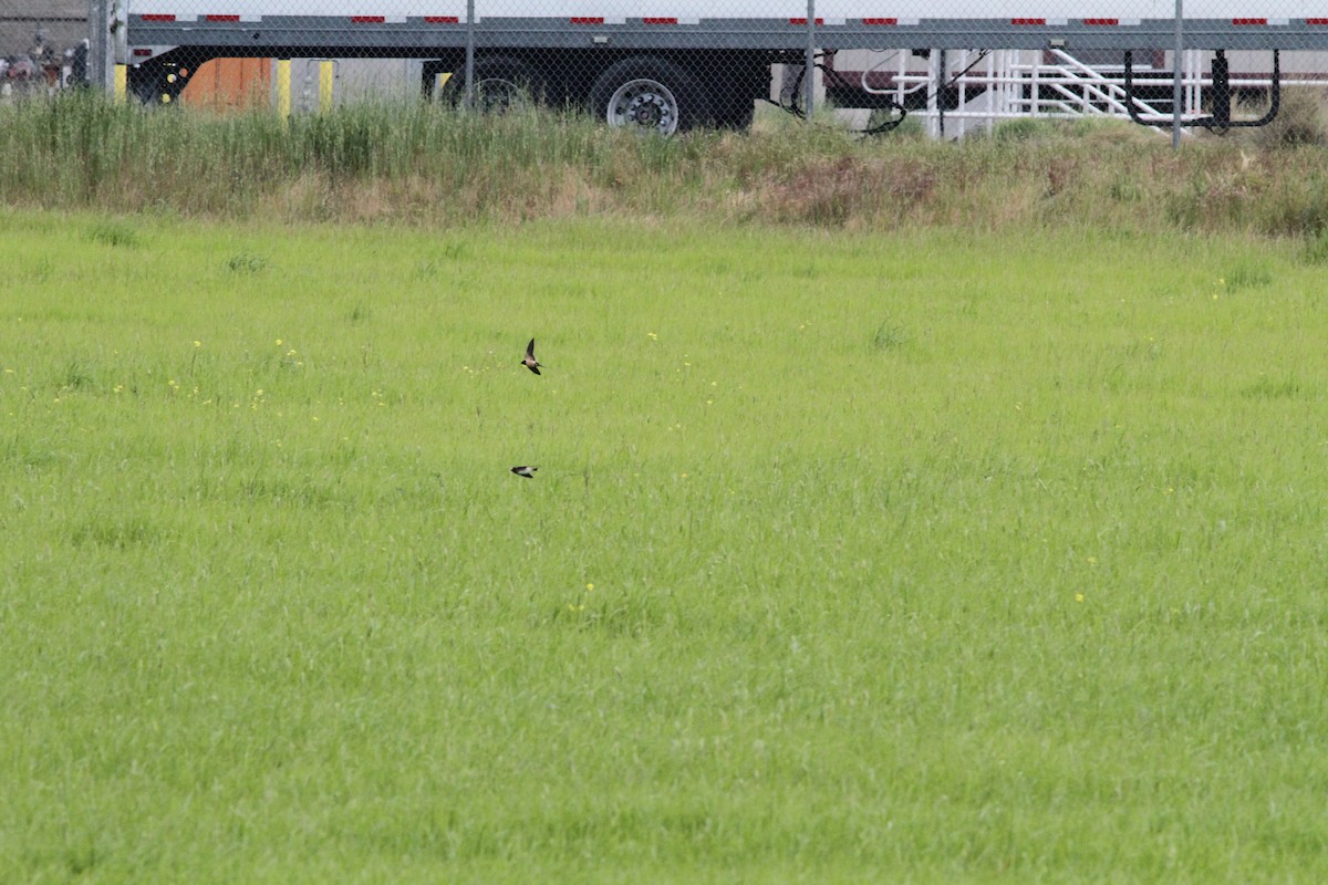 Barn Swallow - Townes Stanley