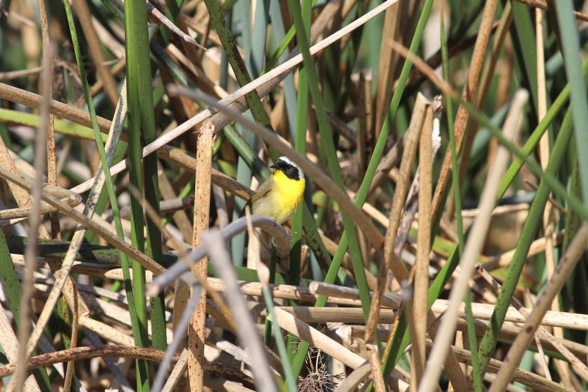 Common Yellowthroat - Townes Stanley