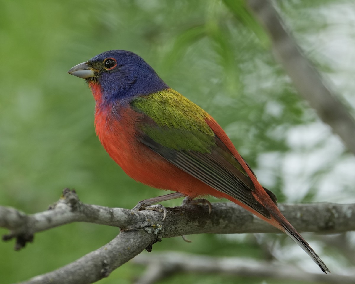 Painted Bunting - ML617955728