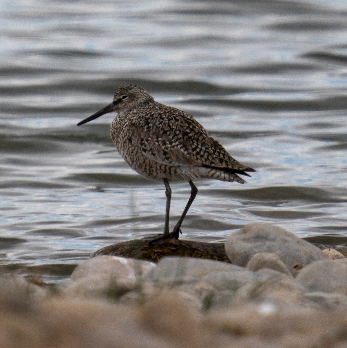 Willet - ML617955758