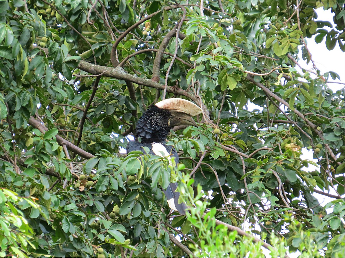 Silvery-cheeked Hornbill - ML617955766