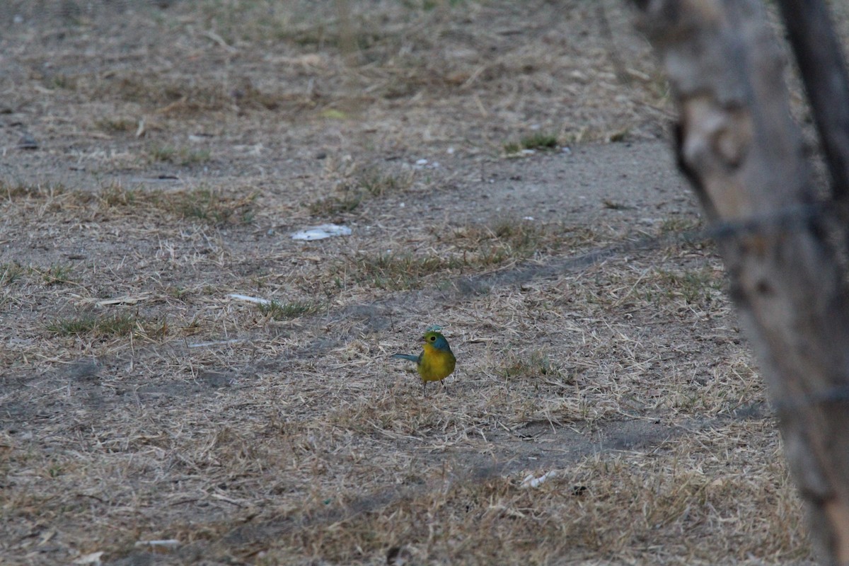 Orange-breasted Bunting - Jocelyn Pyne