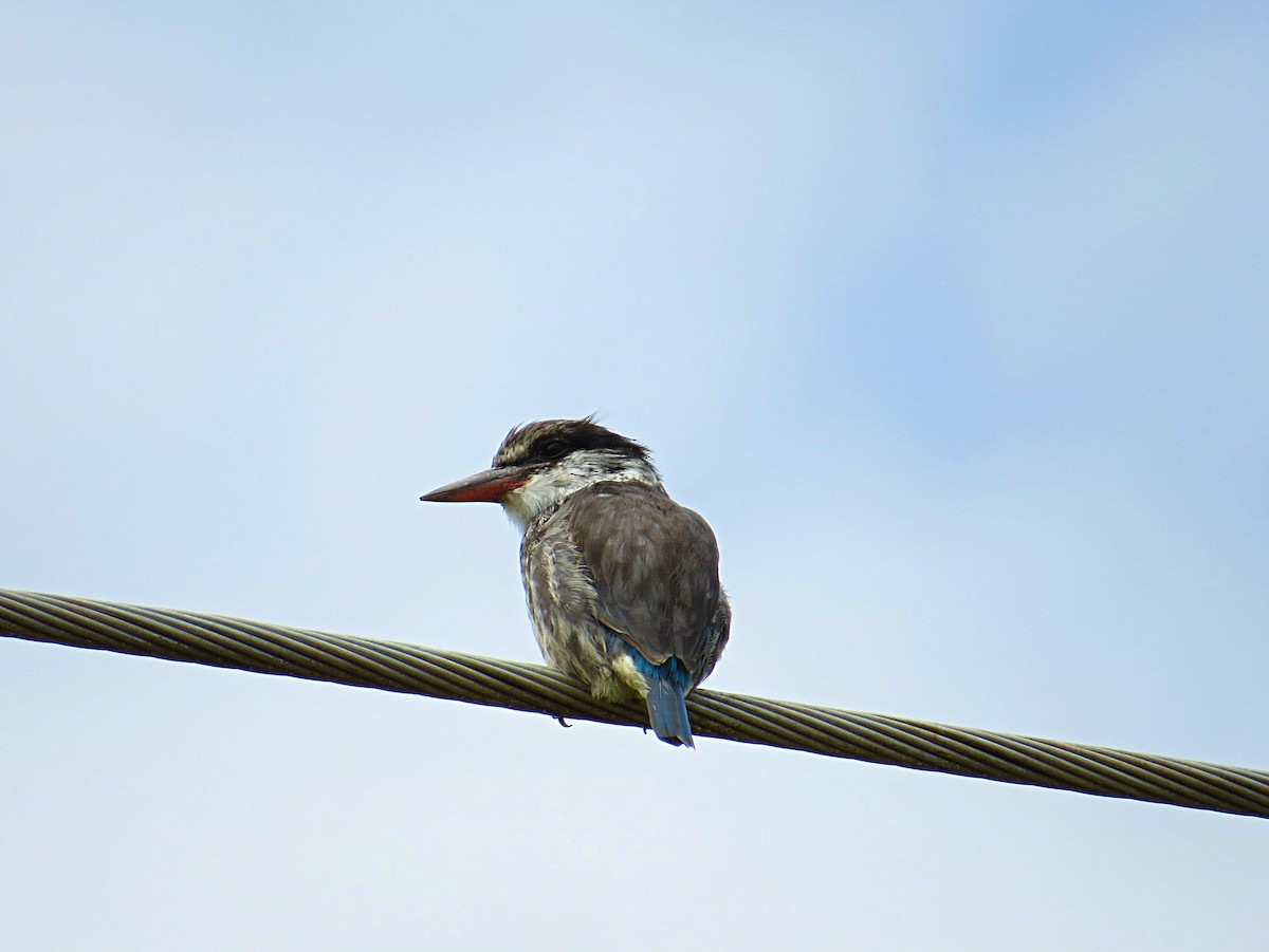 Striped Kingfisher - Andrew Cauldwell