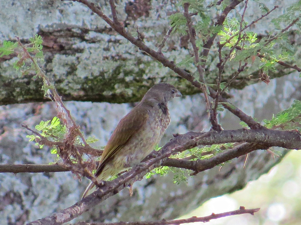 Scaly-throated Honeyguide - Andrew Cauldwell