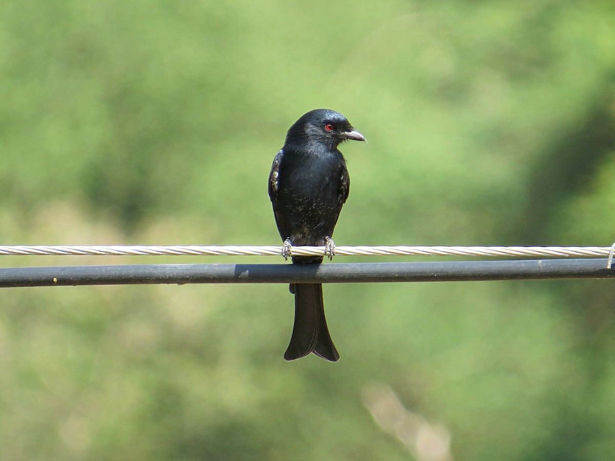 Fork-tailed Drongo - Andrew Cauldwell