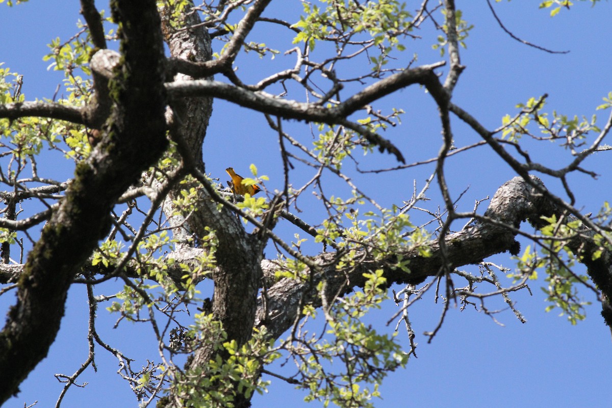 Bullock's Oriole - ML617955900