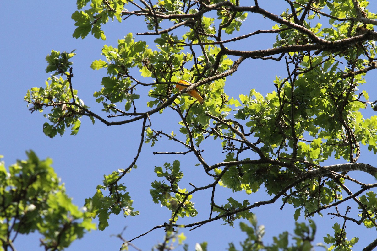 Bullock's Oriole - ML617955905