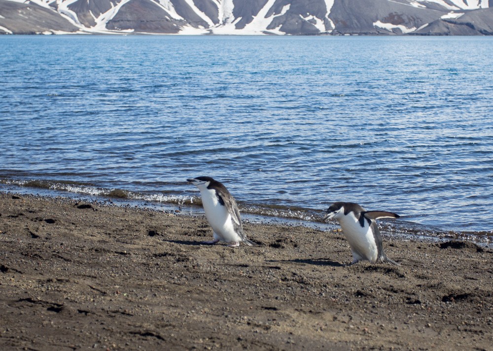 Pingüino Barbijo - ML617955933