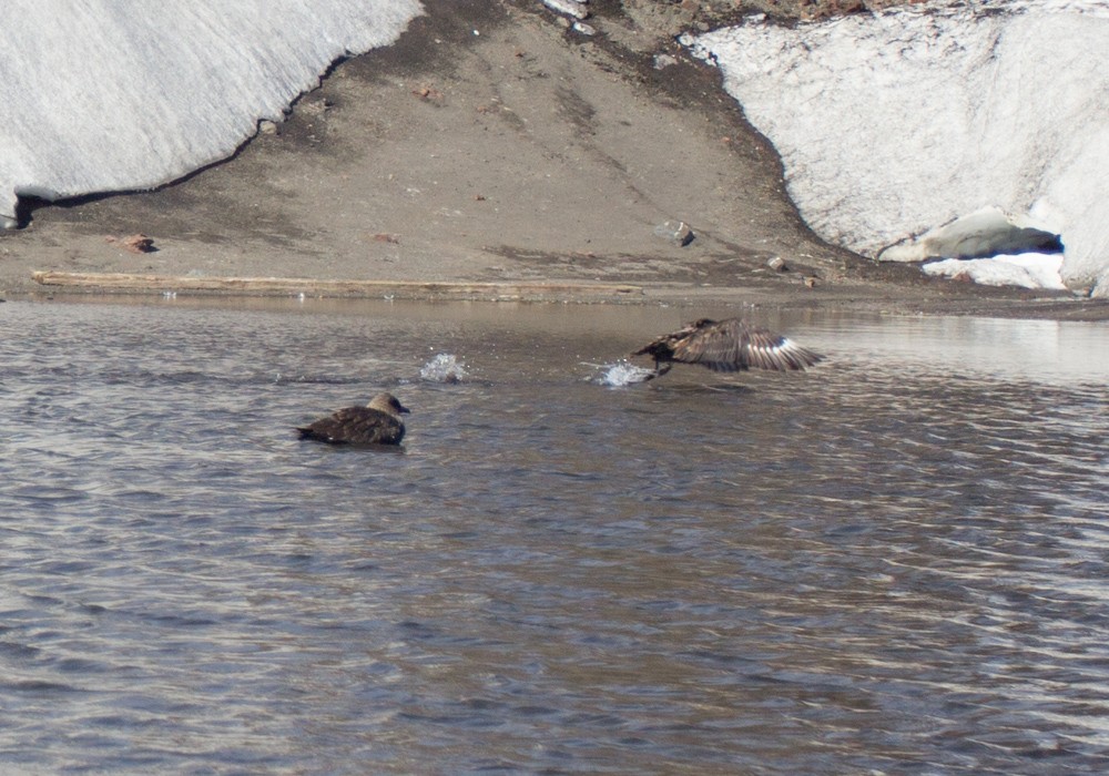 Stercorarius sp. (skua sp.) - ML617955938