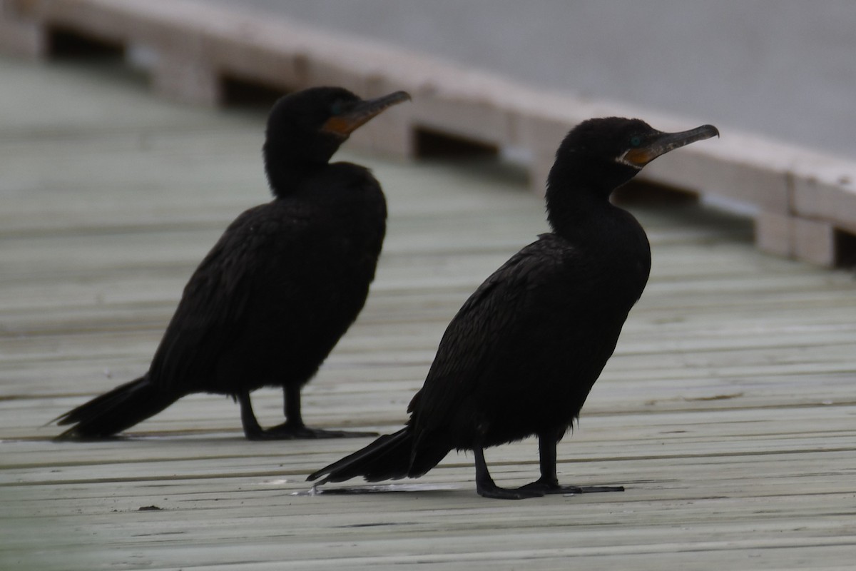 Cormorán Biguá - ML617955956