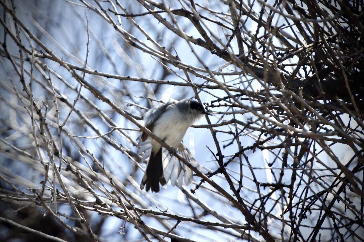 Black-tailed Gnatcatcher - ML617956074