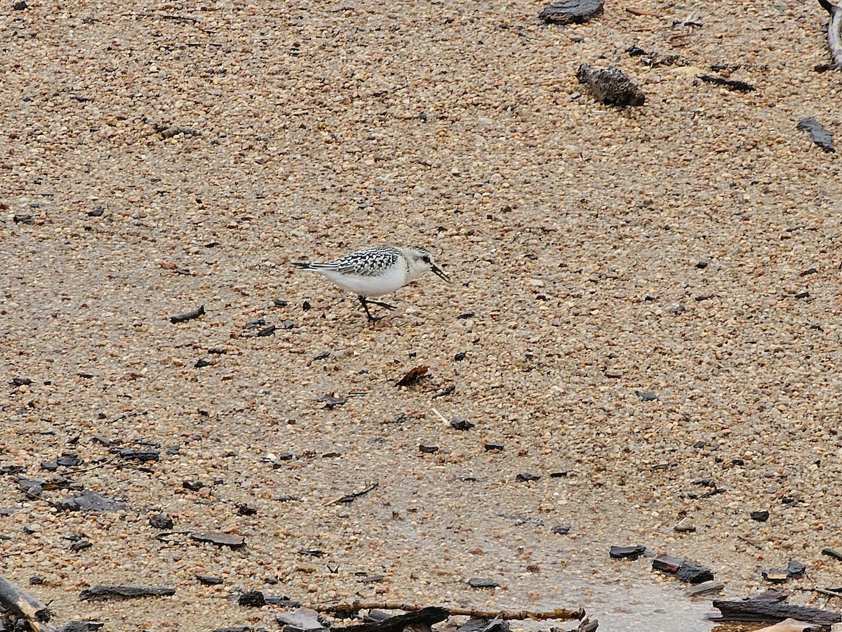 Bécasseau sanderling - ML617956089