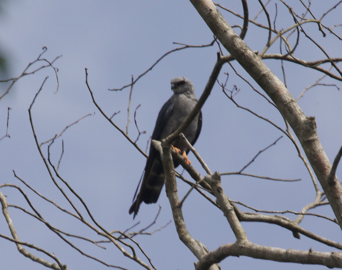 Black-and-white Hawk-Eagle - ML617956127