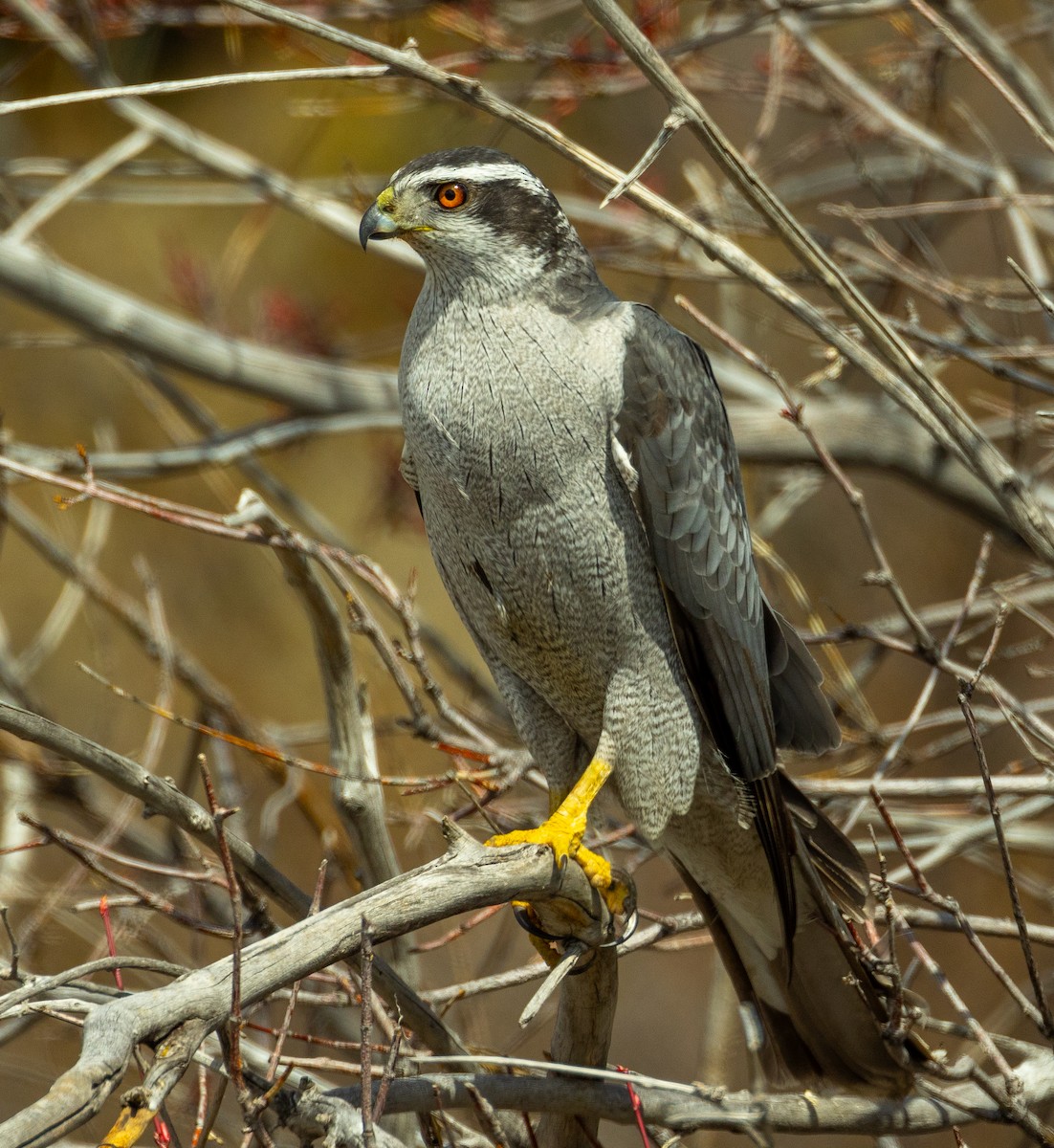 American Goshawk - ML617956176