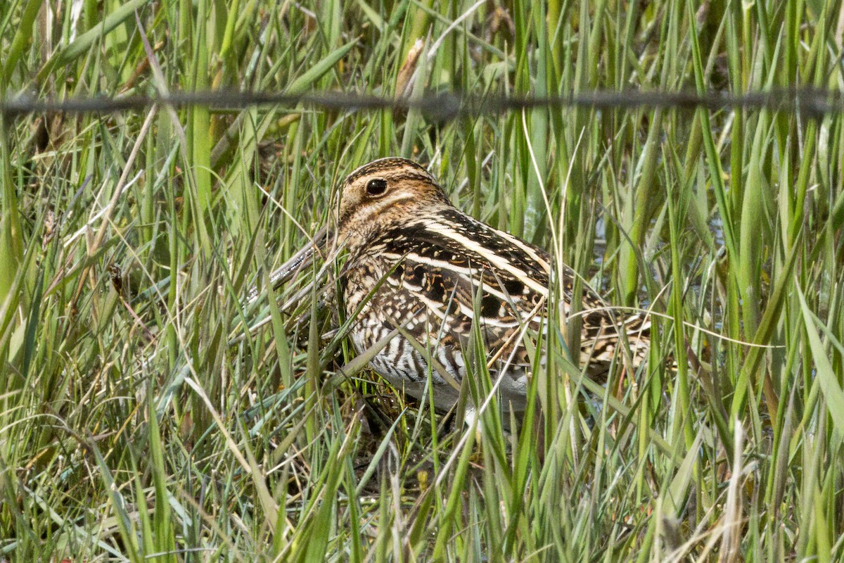 Wilson's Snipe - ML617956191