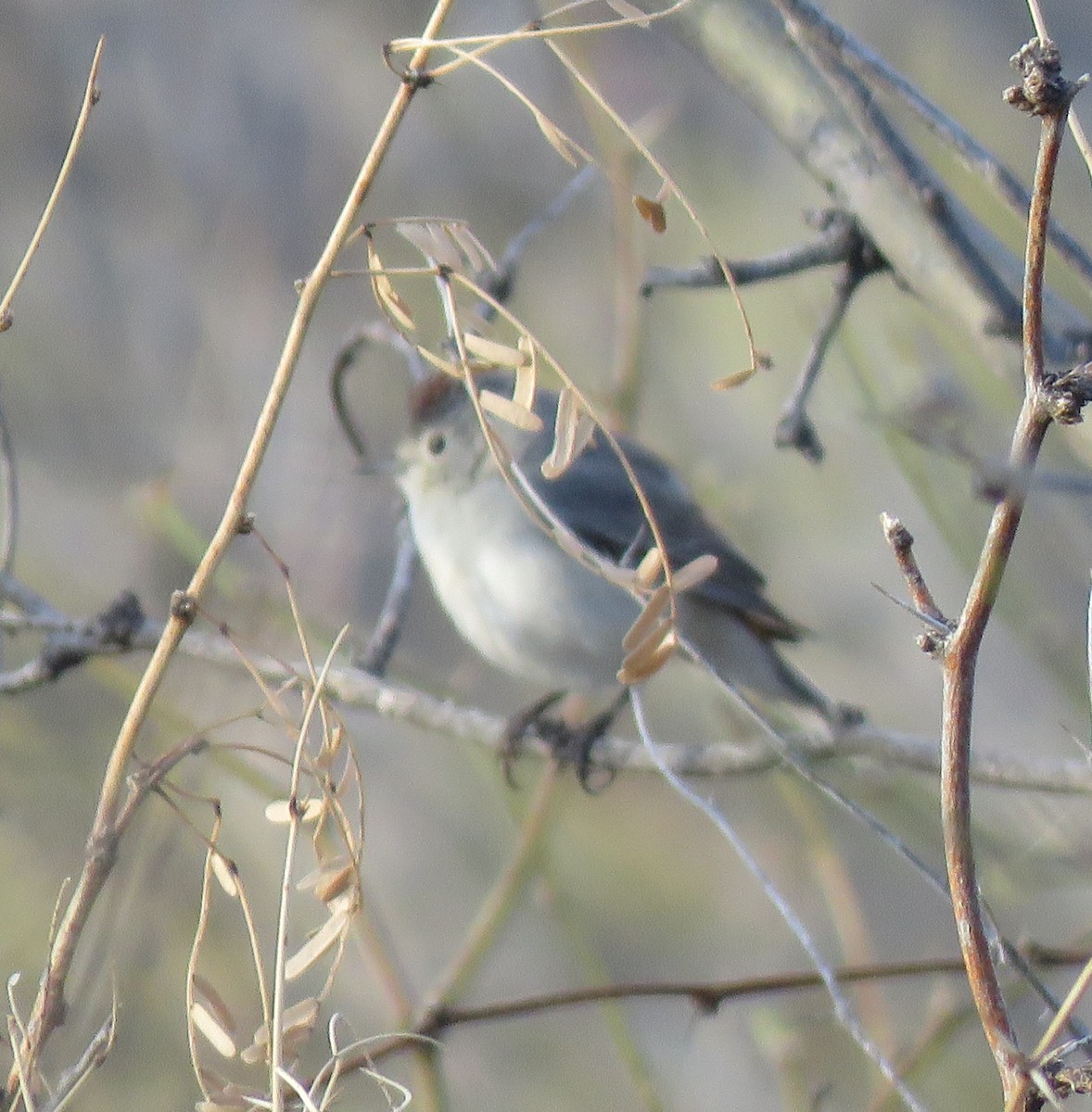 Lucy's Warbler - Melody Asher