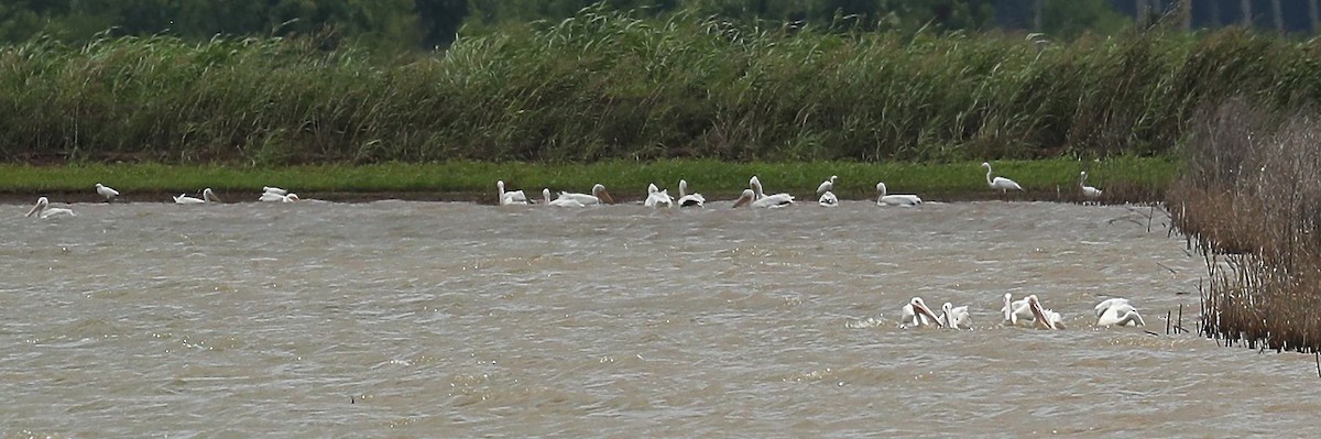 American White Pelican - ML61795621