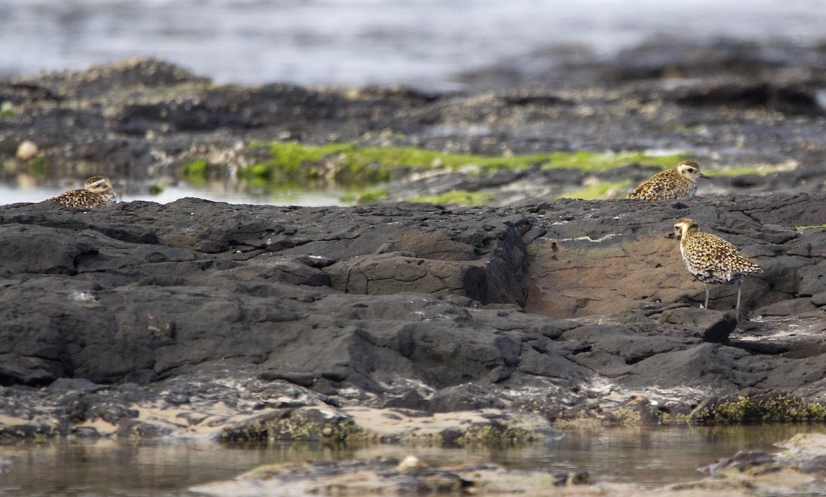 Pacific Golden-Plover - ML617956242