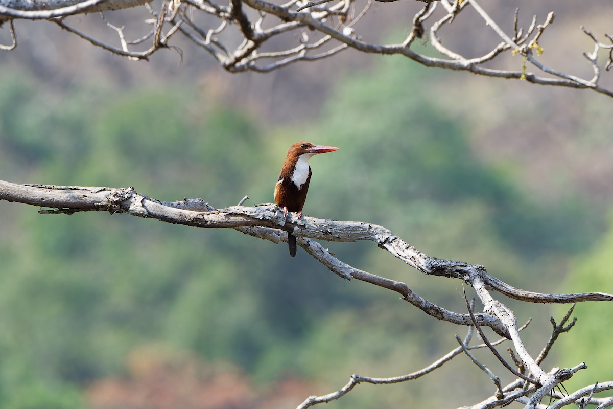 White-throated Kingfisher - ML617956250