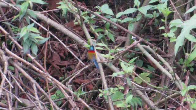 Green-tailed Sunbird - ML617956252