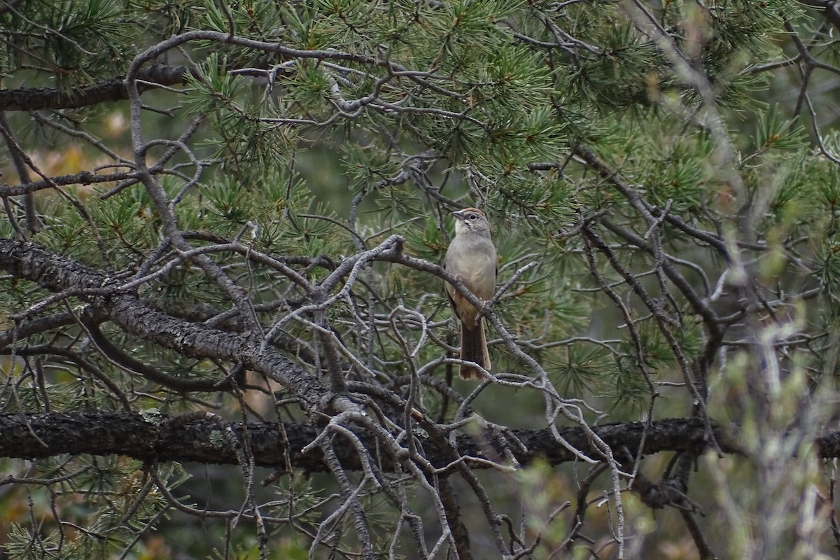 Rufous-crowned Sparrow - ML617956284