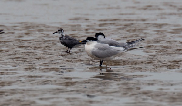 Sandwich Tern - ML617956286