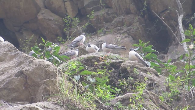 Pigeon des neiges - ML617956288