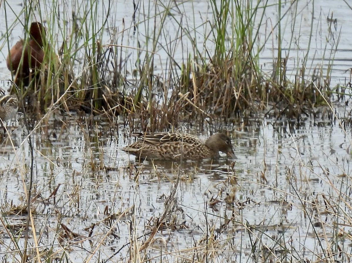 Cinnamon Teal - Margaret Mackenzie