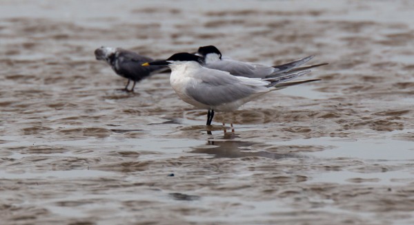 Sandwich Tern - ML617956297