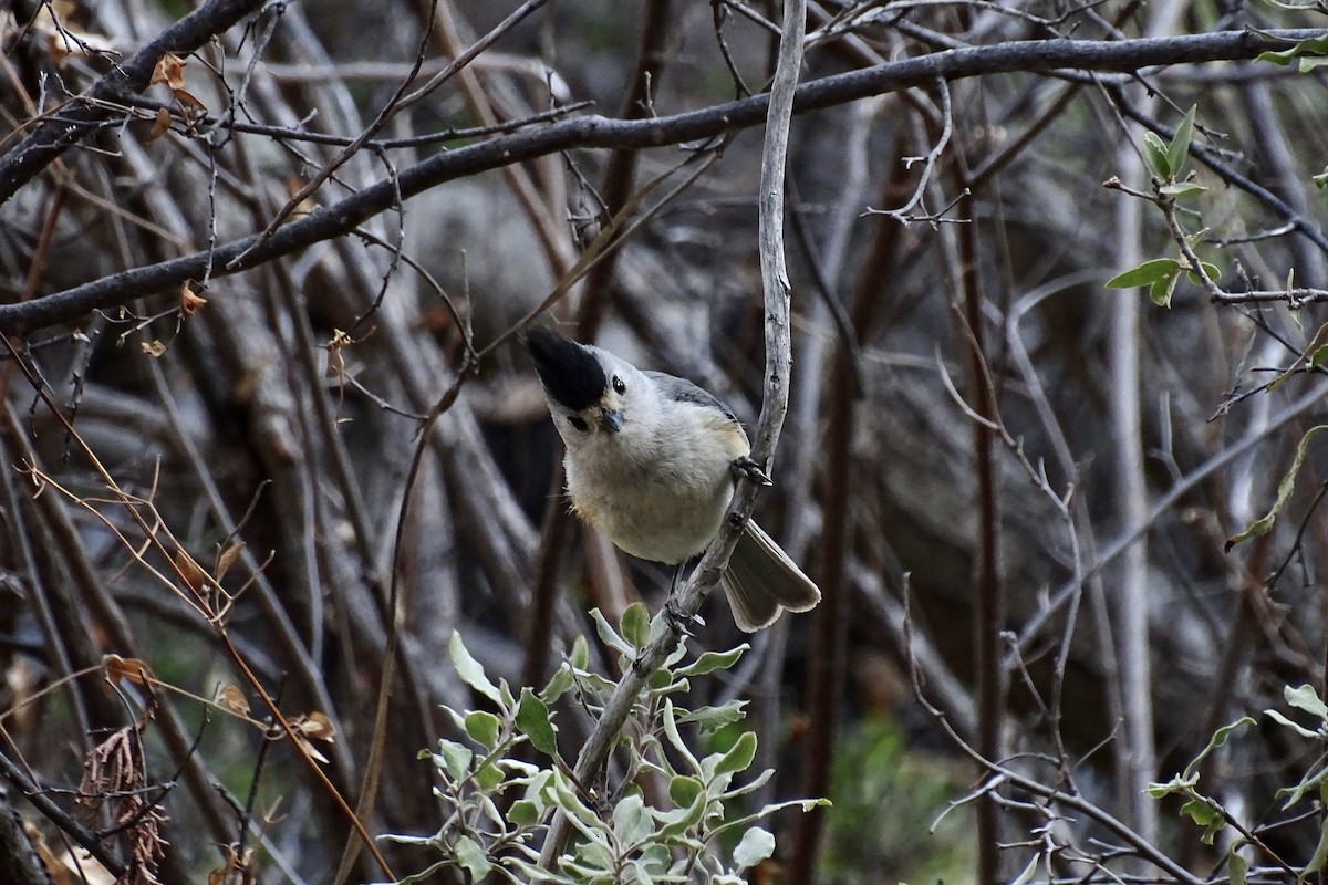 Black-crested Titmouse - ML617956317