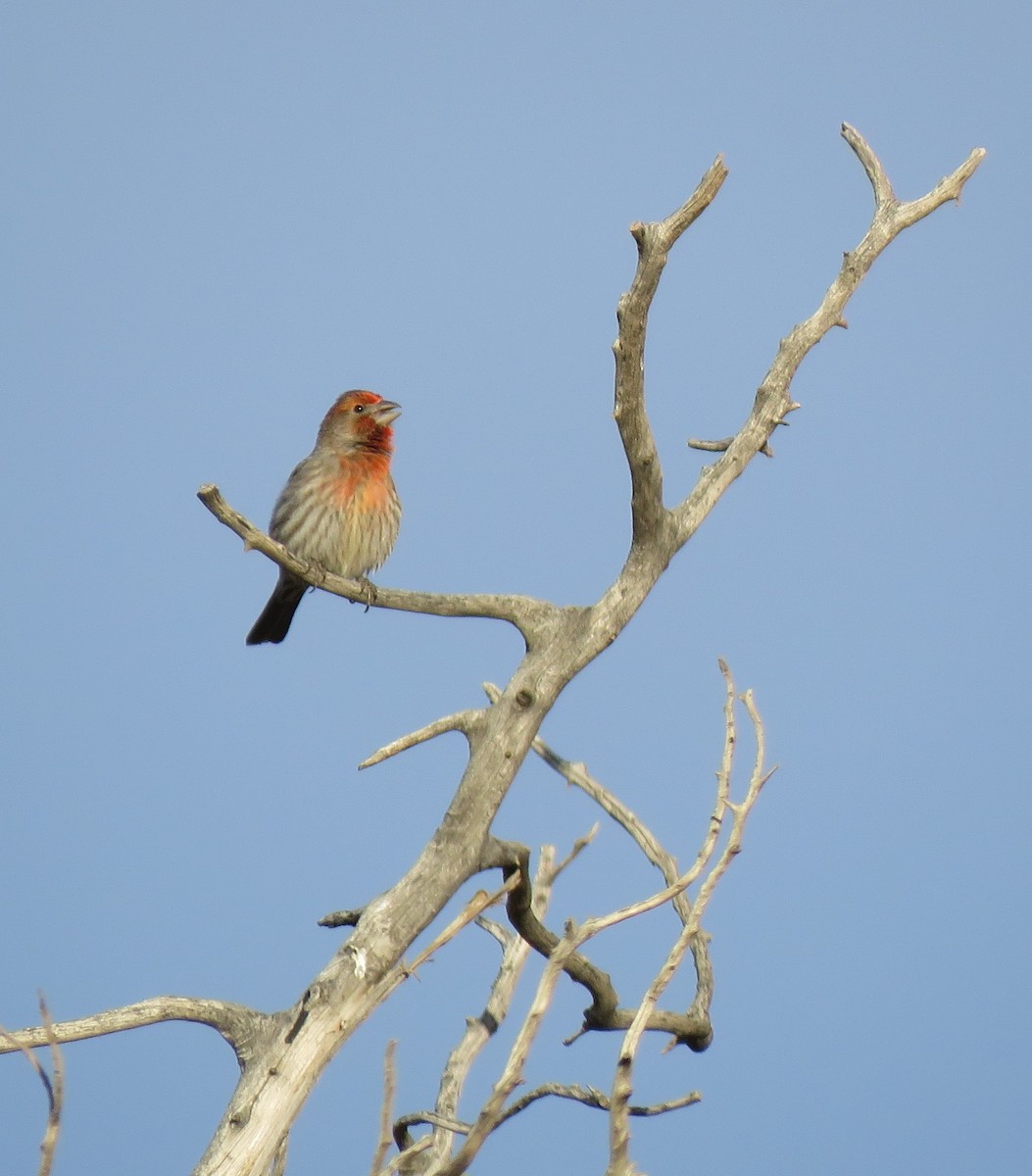 House Finch - ML617956324