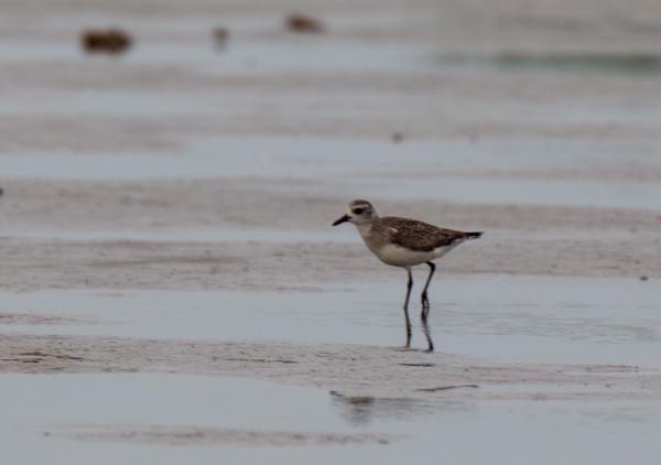 Black-bellied Plover - ML617956369