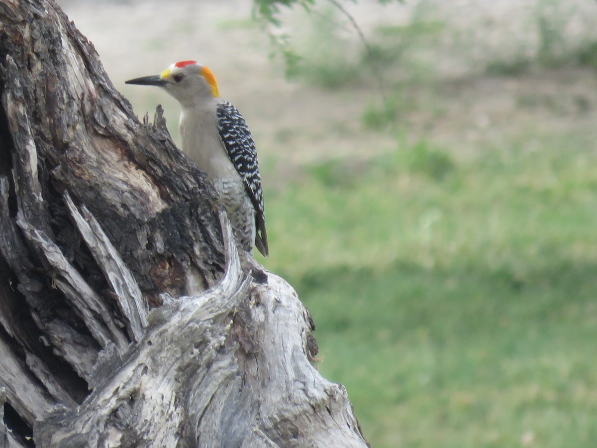 Golden-fronted Woodpecker - Thomas Bruce