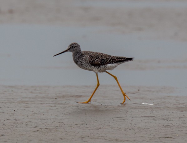 Greater Yellowlegs - ML617956437