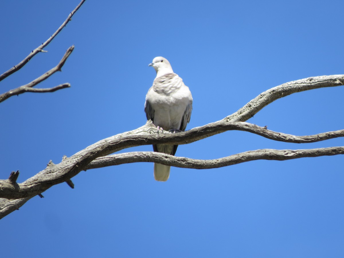 Eurasian Collared-Dove - ML617956452