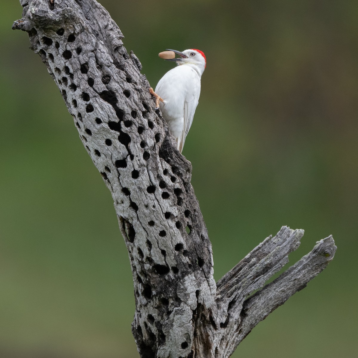 Acorn Woodpecker - ML617956454