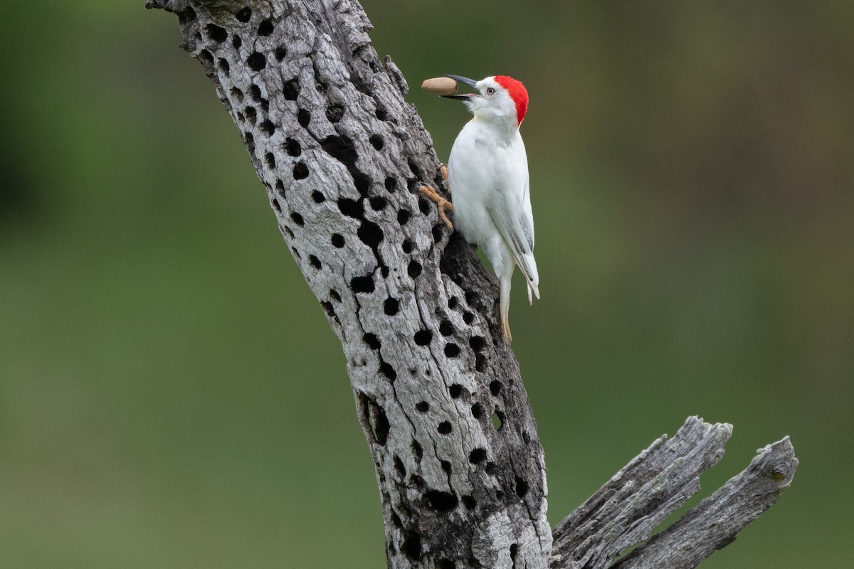 Acorn Woodpecker - ML617956455