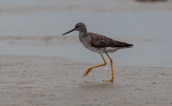 Greater Yellowlegs - David Stekoll