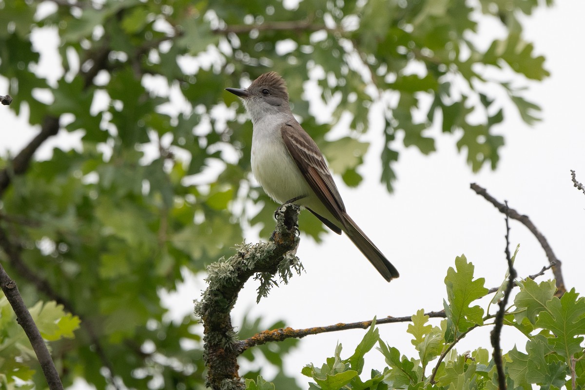 Ash-throated Flycatcher - ML617956468