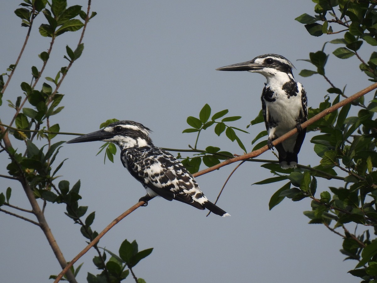 Pied Kingfisher - ML617956470