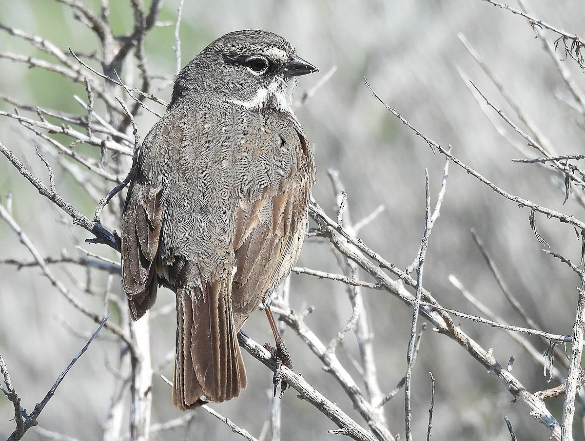 Bell's Sparrow - Nick & Jane