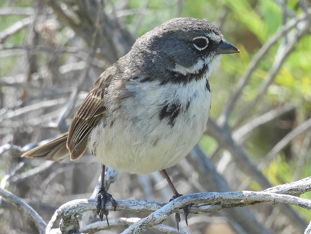 Bell's Sparrow - ML617956513