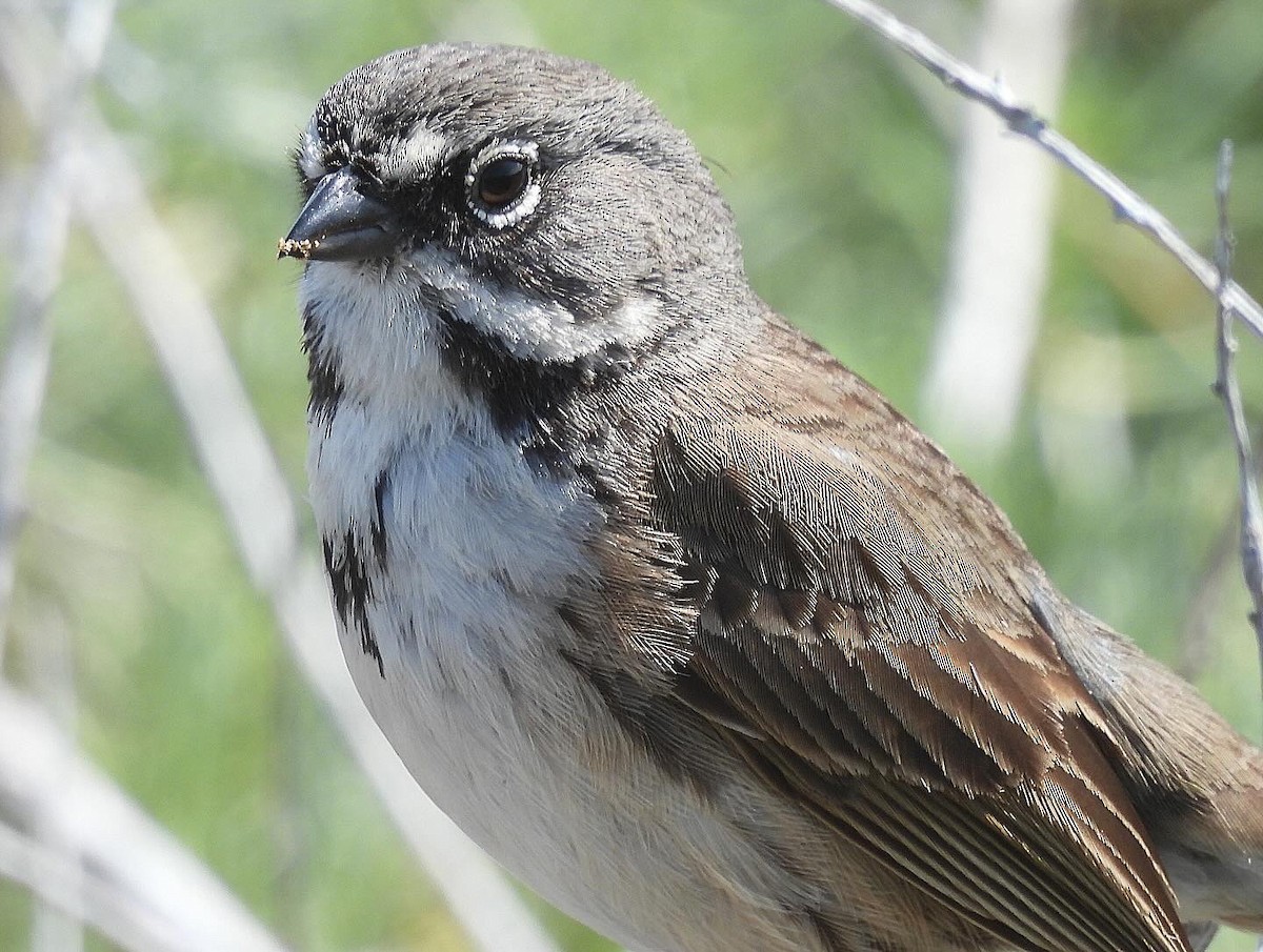 Bell's Sparrow - ML617956516