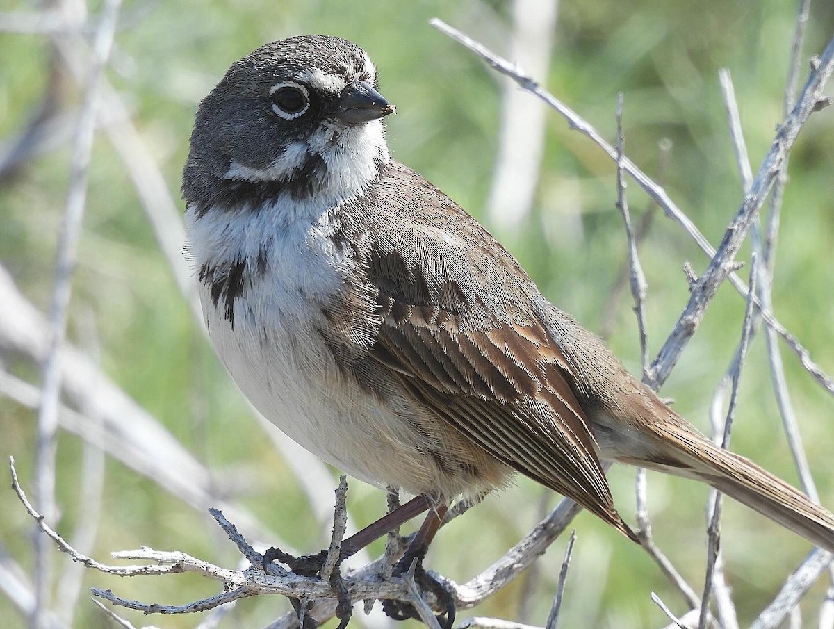 Bell's Sparrow - ML617956517