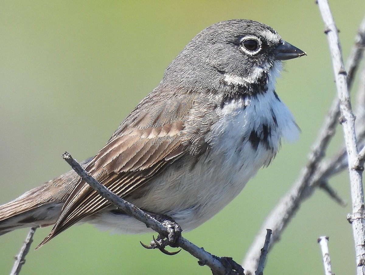 Bell's Sparrow - ML617956518