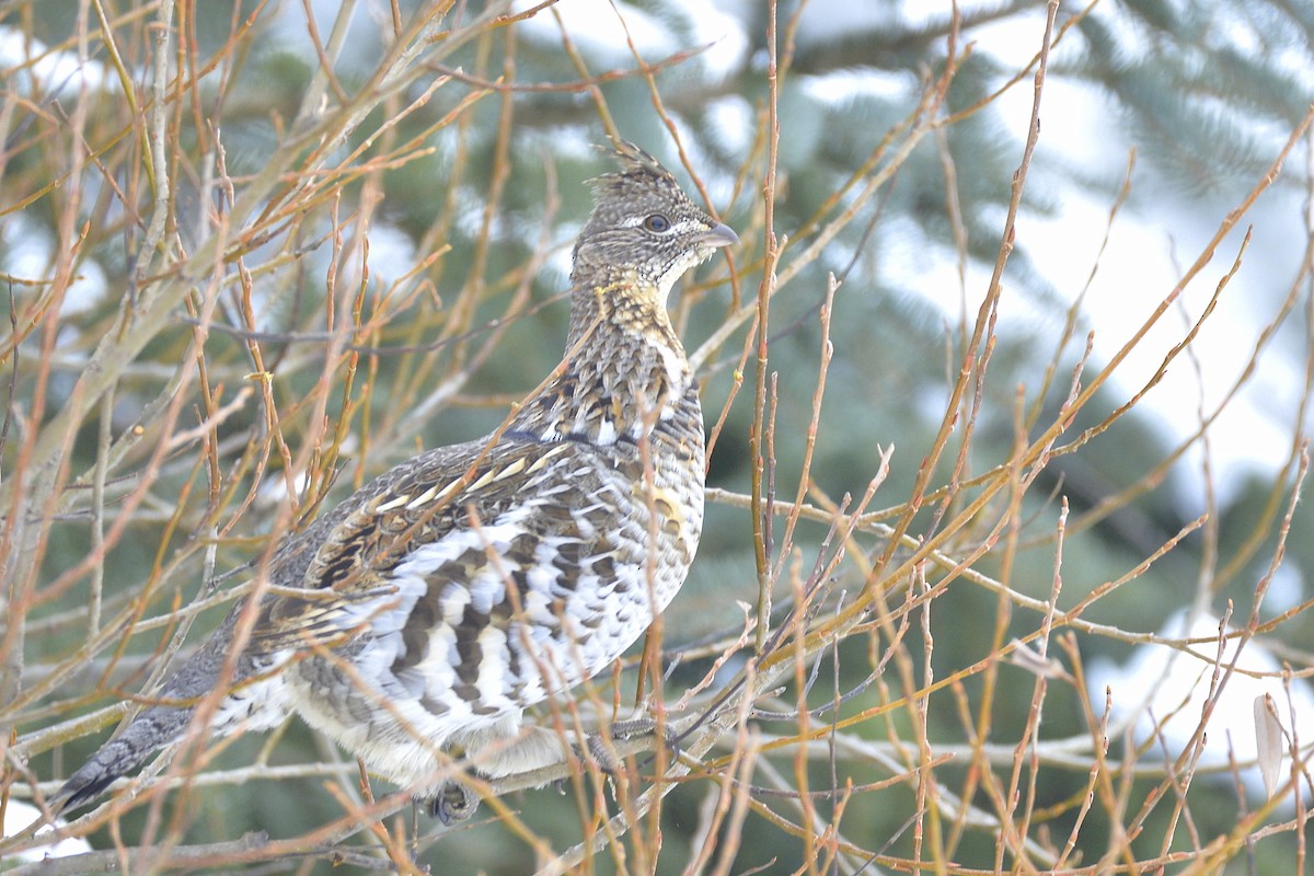 Ruffed Grouse - ML617956547