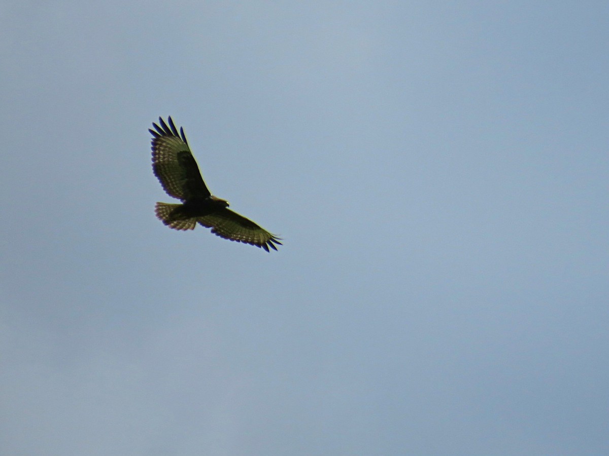 Long-crested Eagle - ML617956583