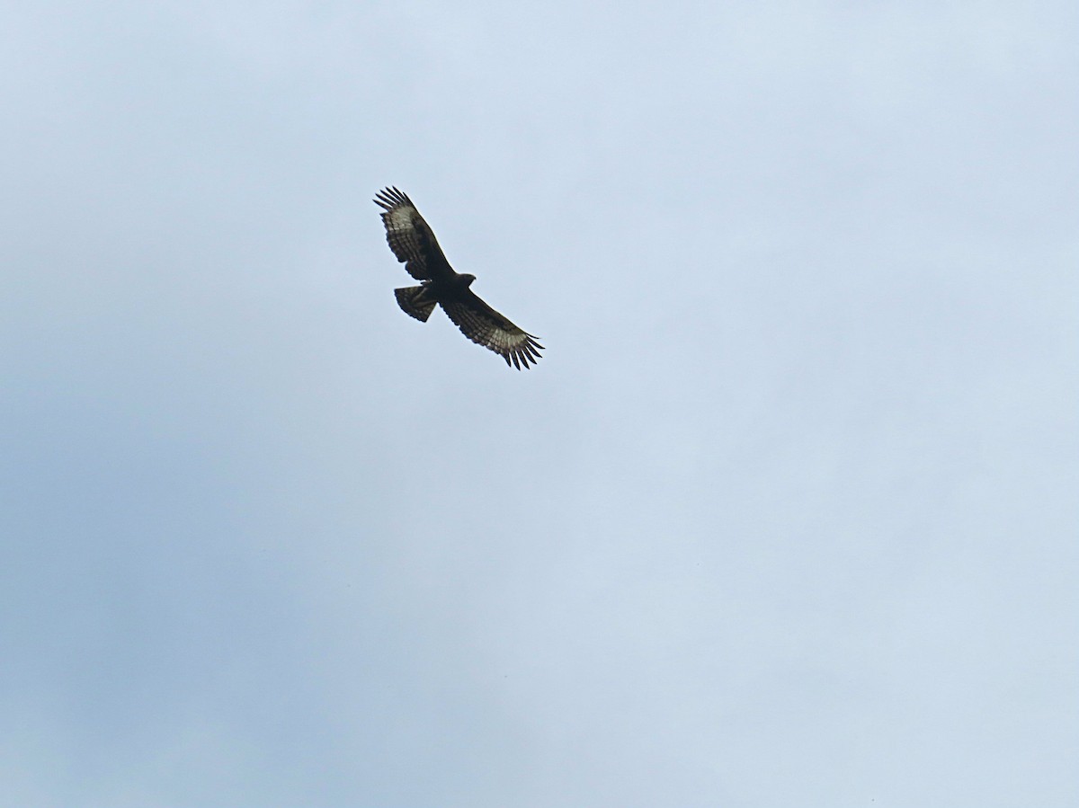 Long-crested Eagle - ML617956584