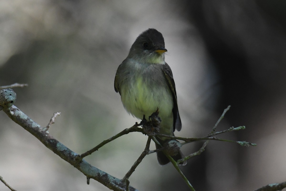 Eastern Wood-Pewee - ML617956597